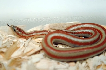 2013 Rosy boa produced by Leah Aldridge photographed by Jeff Barringer