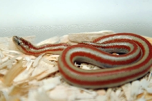 2013 Rosy boa produced by Leah Aldridge photographed by Jeff Barringer