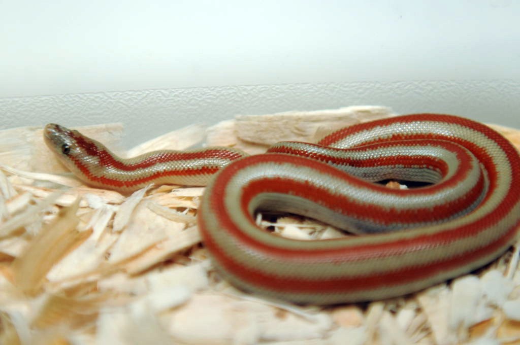 2013 Rosy boa produced by Leah Aldridge photographed by Jeff Barringer