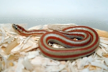 2013 Rosy boa produced by Leah Aldridge photographed by Jeff Barringer