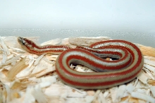 2013 Rosy boa produced by Leah Aldridge photographed by Jeff Barringer