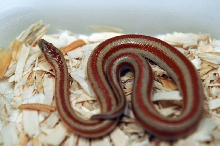 2013 Rosy boa produced by Leah Aldridge photographed by Jeff Barringer