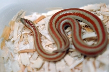 2013 Rosy boa produced by Leah Aldridge photographed by Jeff Barringer