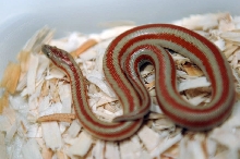 2013 Rosy boa produced by Leah Aldridge photographed by Jeff Barringer