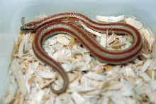 2013 Rosy boa produced by Leah Aldridge photographed by Jeff Barringer