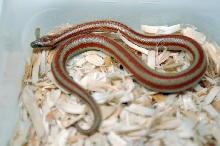 2013 Rosy boa produced by Leah Aldridge photographed by Jeff Barringer