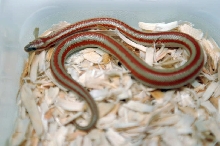 2013 Rosy boa produced by Leah Aldridge photographed by Jeff Barringer