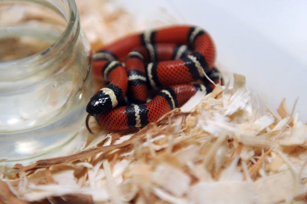 Conant's Milk Snake, Lampropeltis triangulum conanti