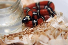 Conant's Milk Snake, Lampropeltis triangulum conanti