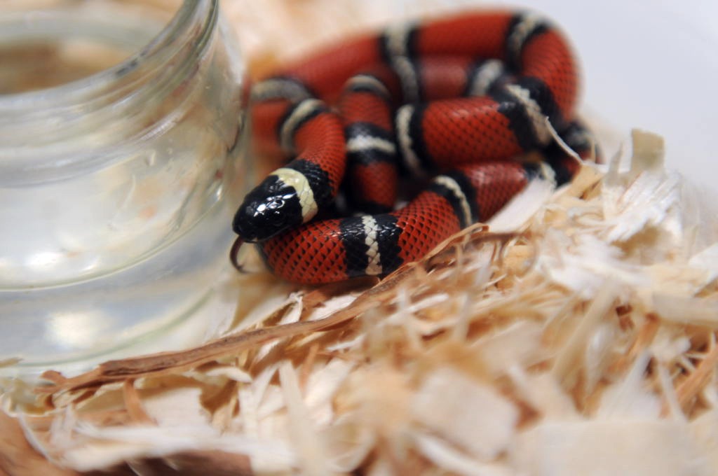 Conant's Milk Snake, Lampropeltis triangulum conanti