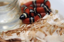 Conant's Milk Snake, Lampropeltis triangulum conanti