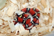 Conant's Milk Snake, Lampropeltis triangulum conanti