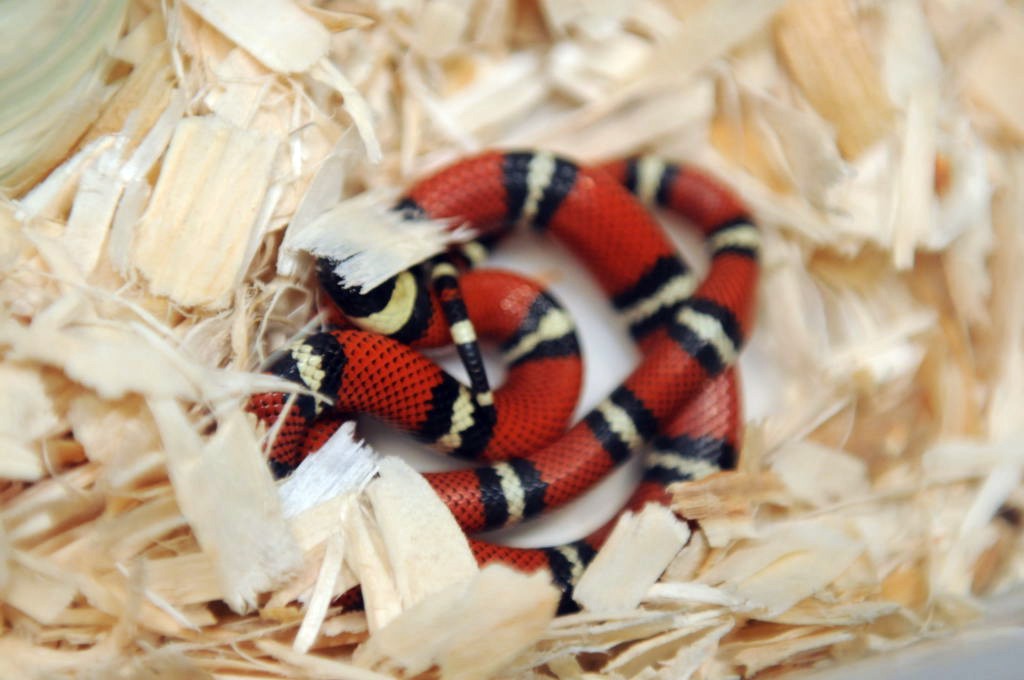 Conant's Milk Snake, Lampropeltis triangulum conanti