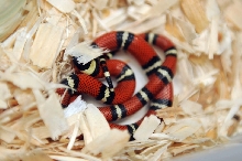 Conant's Milk Snake, Lampropeltis triangulum conanti