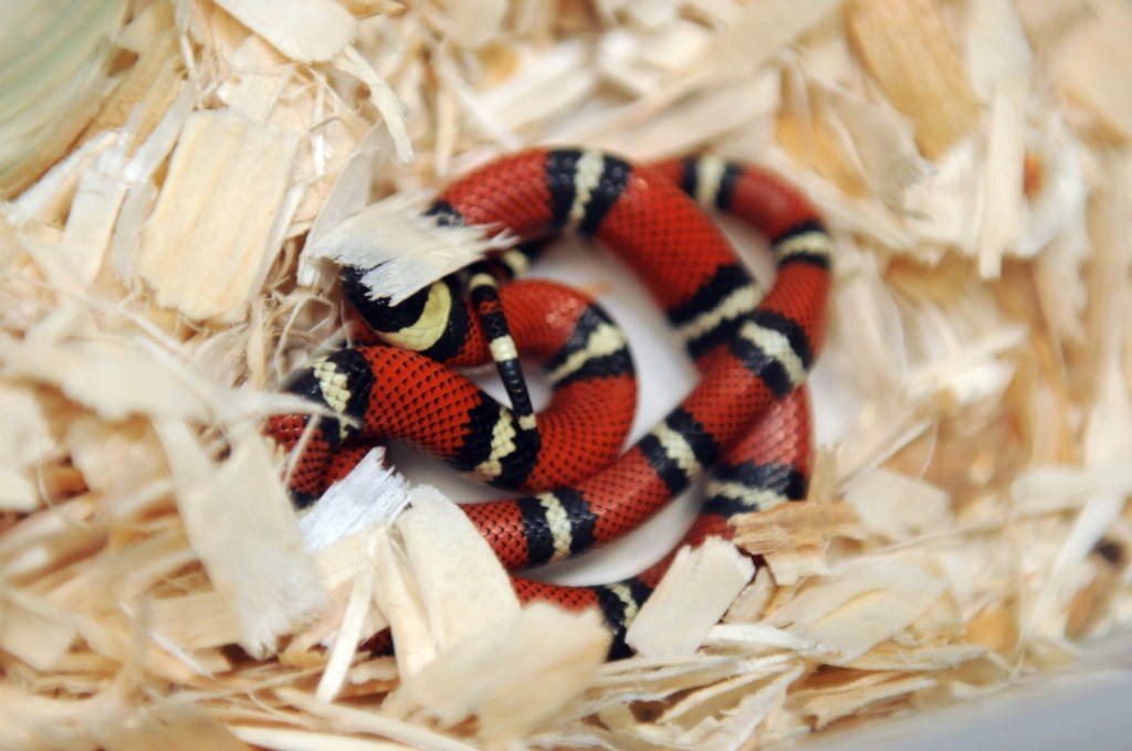 Conant's Milk Snake, Lampropeltis triangulum conanti