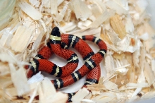 Conant's Milk Snake, Lampropeltis triangulum conanti