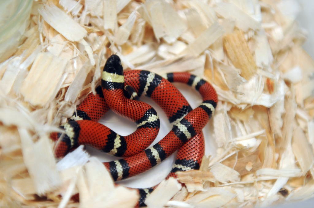 Conant's Milk Snake, Lampropeltis triangulum conanti