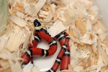 Conant's Milk Snake, Lampropeltis triangulum conanti