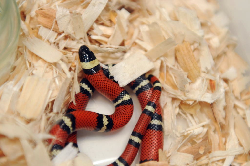Conant's Milk Snake, Lampropeltis triangulum conanti