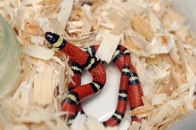 Conant's Milk Snake, Lampropeltis triangulum conanti