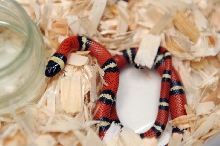 Conant's Milk Snake, Lampropeltis triangulum conanti