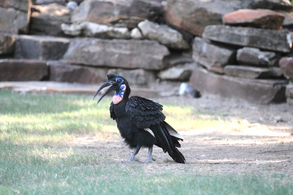 IHS Symposium 2011 - Fort Worth Zoo Visit - 07/29/2011