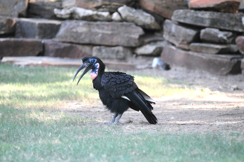 IHS Symposium 2011 - Fort Worth Zoo Visit - 07/29/2011
