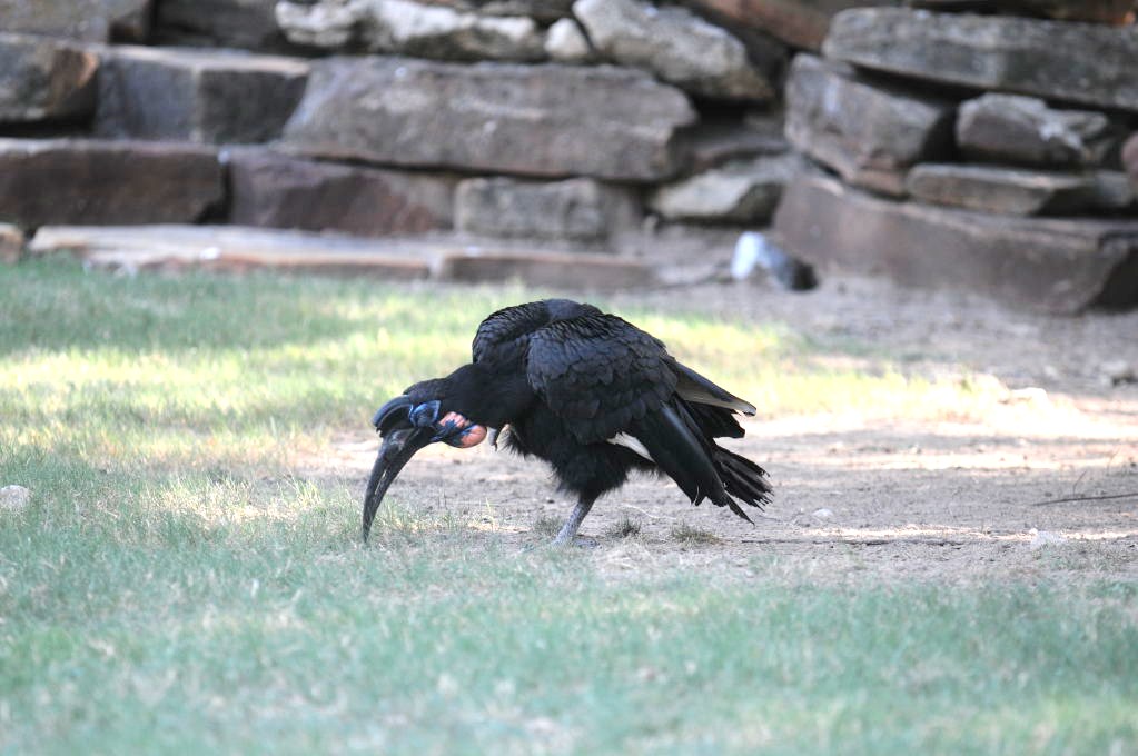 IHS Symposium 2011 - Fort Worth Zoo Visit - 07/29/2011