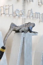 IHS Symposium 2011 - Fort Worth Zoo Visit - 07/29/2011