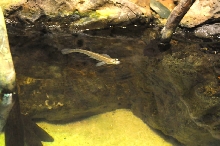IHS Symposium 2011 - Fort Worth Zoo Visit - 07/29/2011