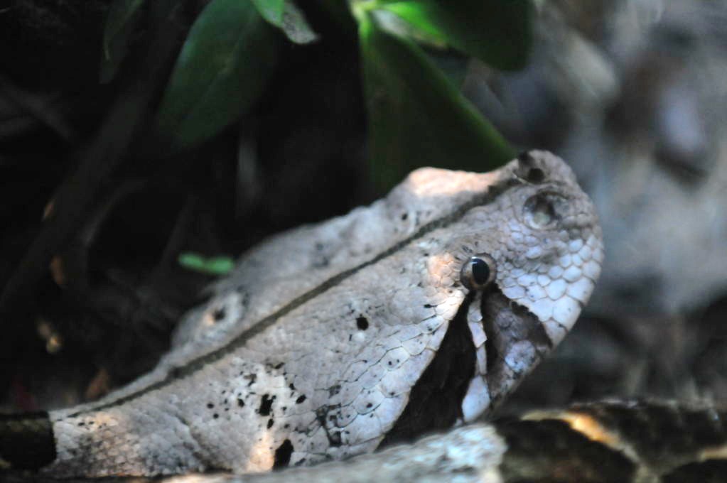 IHS Symposium 2011 - Fort Worth Zoo Visit - 07/29/2011