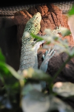IHS Symposium 2011 - Fort Worth Zoo Visit - 07/29/2011