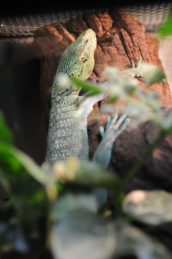 IHS Symposium 2011 - Fort Worth Zoo Visit - 07/29/2011