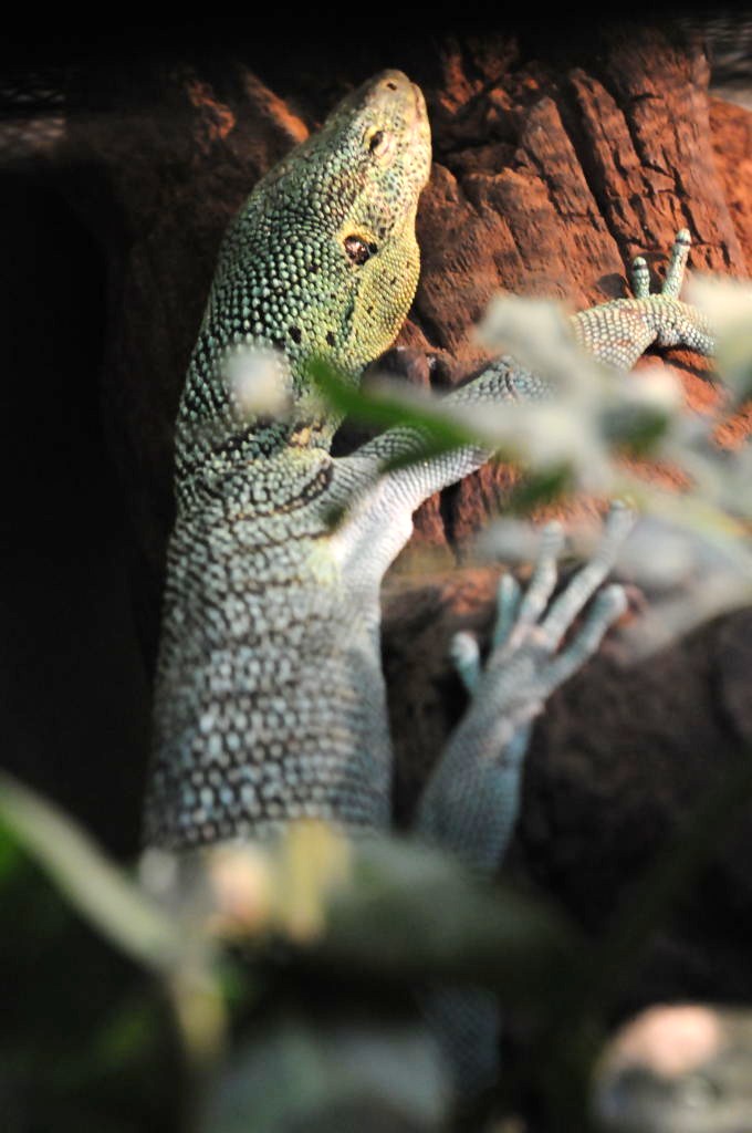 IHS Symposium 2011 - Fort Worth Zoo Visit - 07/29/2011