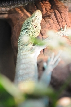 IHS Symposium 2011 - Fort Worth Zoo Visit - 07/29/2011