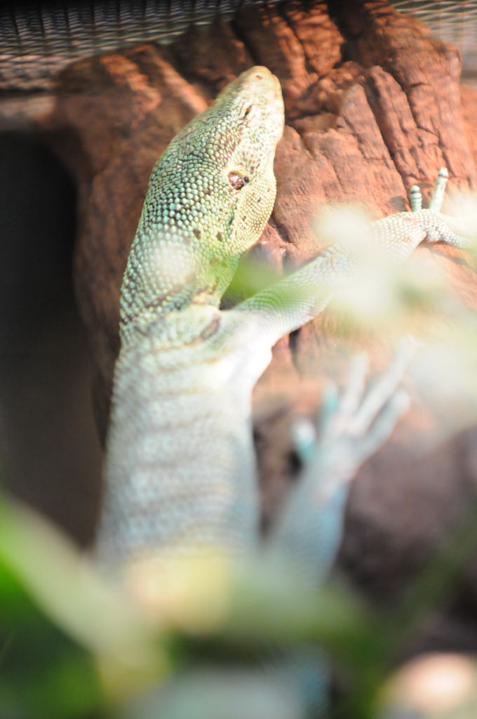 IHS Symposium 2011 - Fort Worth Zoo Visit - 07/29/2011
