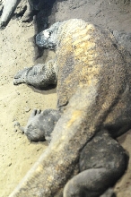 IHS Symposium 2011 - Fort Worth Zoo Visit - 07/29/2011