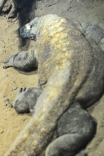IHS Symposium 2011 - Fort Worth Zoo Visit - 07/29/2011
