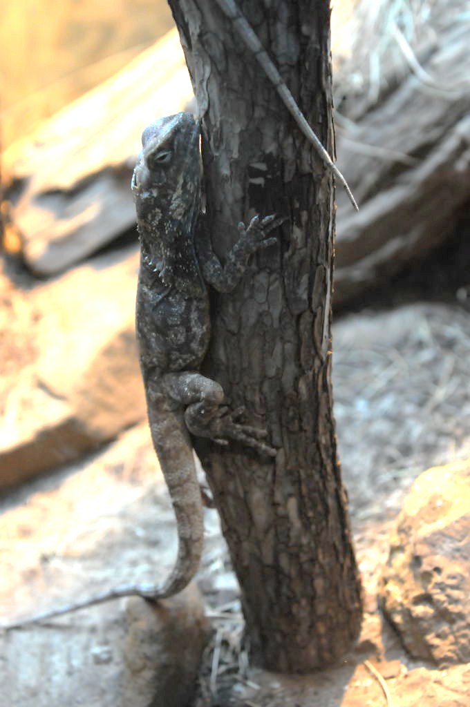 IHS Symposium 2011 - Fort Worth Zoo Visit - 07/29/2011