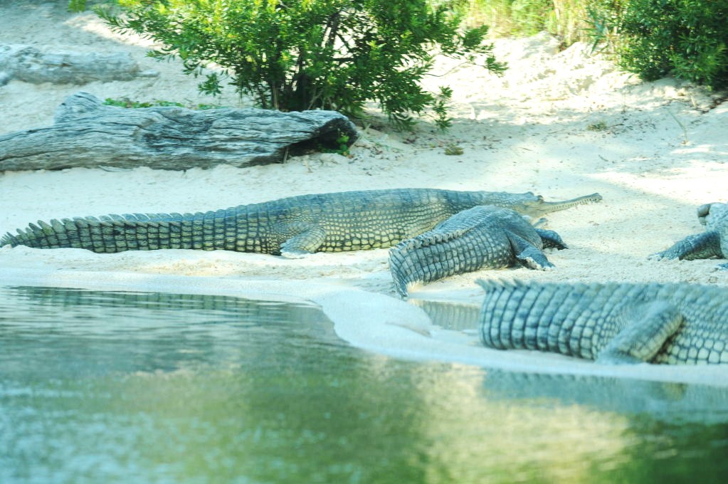 IHS Symposium 2011 - Fort Worth Zoo Visit - 07/29/2011