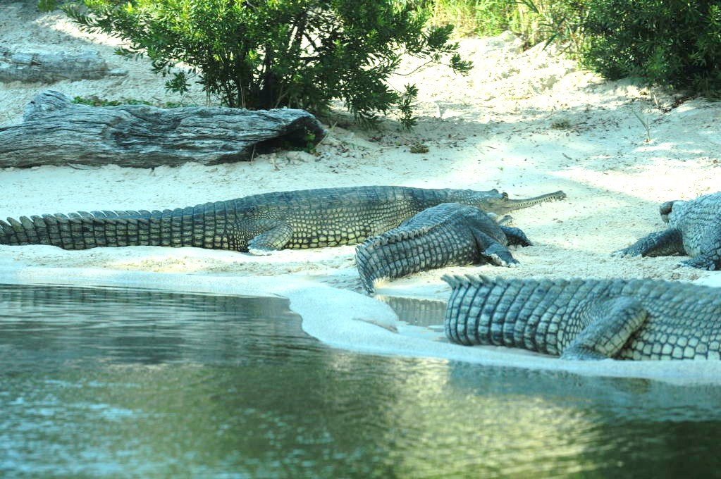 IHS Symposium 2011 - Fort Worth Zoo Visit - 07/29/2011
