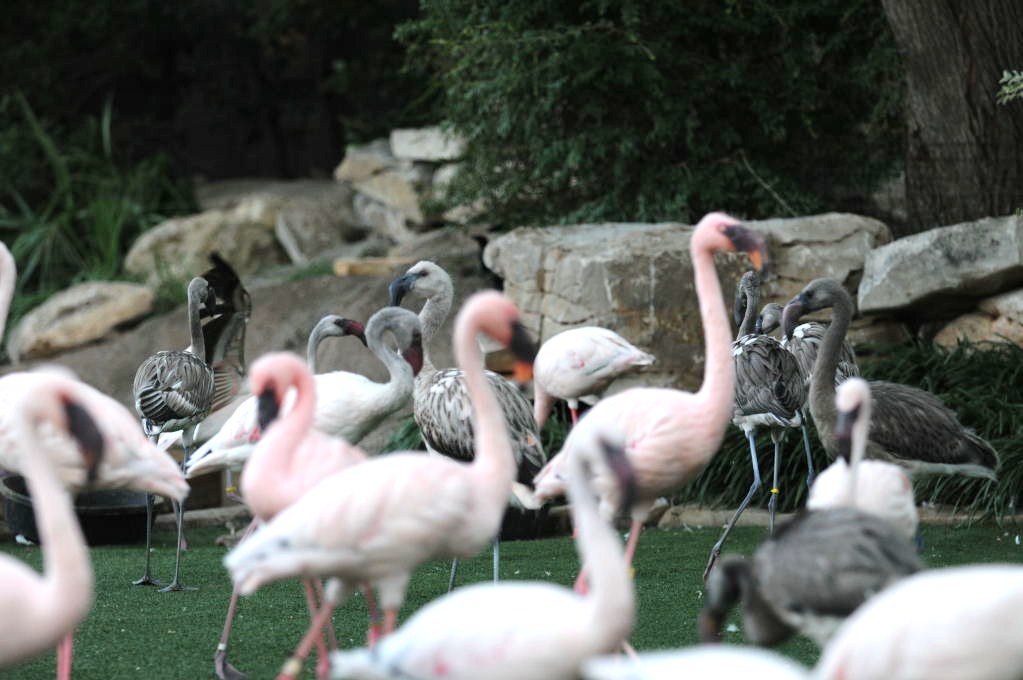 IHS Symposium 2011 - Fort Worth Zoo Visit - 07/29/2011