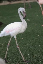 IHS Symposium 2011 - Fort Worth Zoo Visit - 07/29/2011