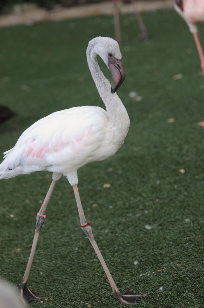 IHS Symposium 2011 - Fort Worth Zoo Visit - 07/29/2011