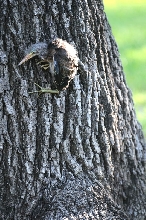 IHS Symposium 2011 - Fort Worth Zoo Visit - 07/29/2011