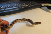 Prairie Kingsnake, Lampropeltis calligaster, Williamson County, Texas