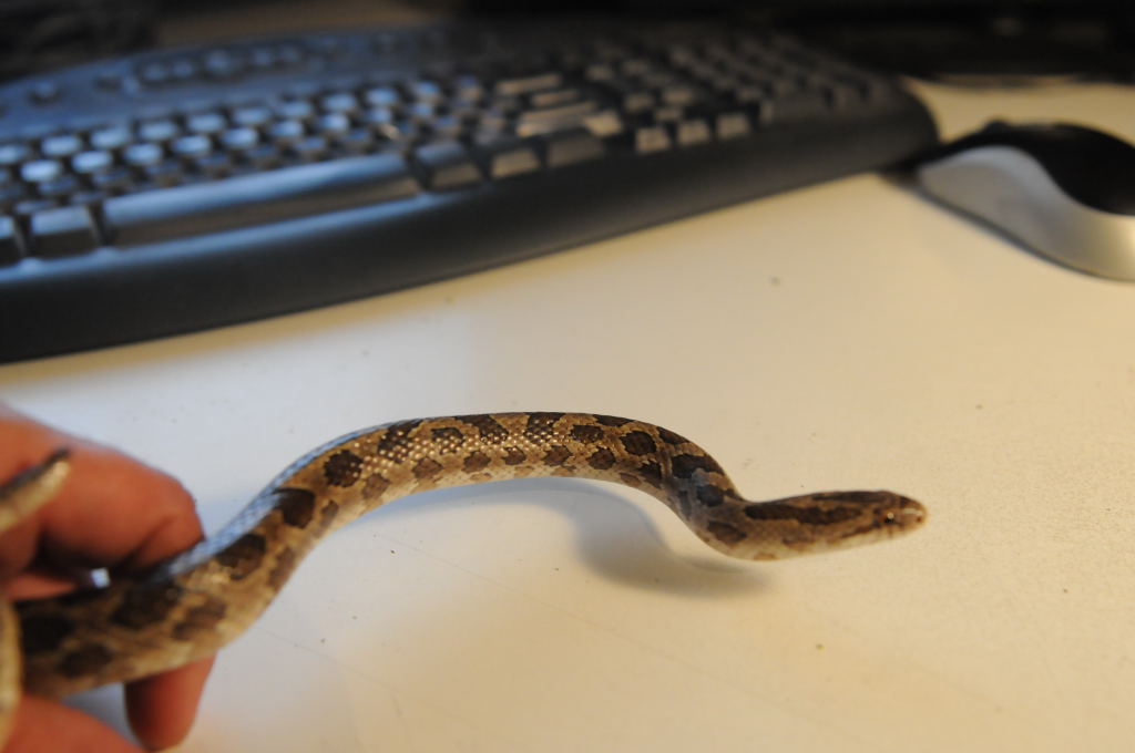 Prairie Kingsnake, Lampropeltis calligaster, Williamson County, Texas