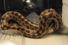 Prairie Kingsnake, Lampropeltis calligaster, Williamson County, Texas