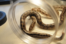 Prairie Kingsnake, Lampropeltis calligaster, Williamson County, Texas