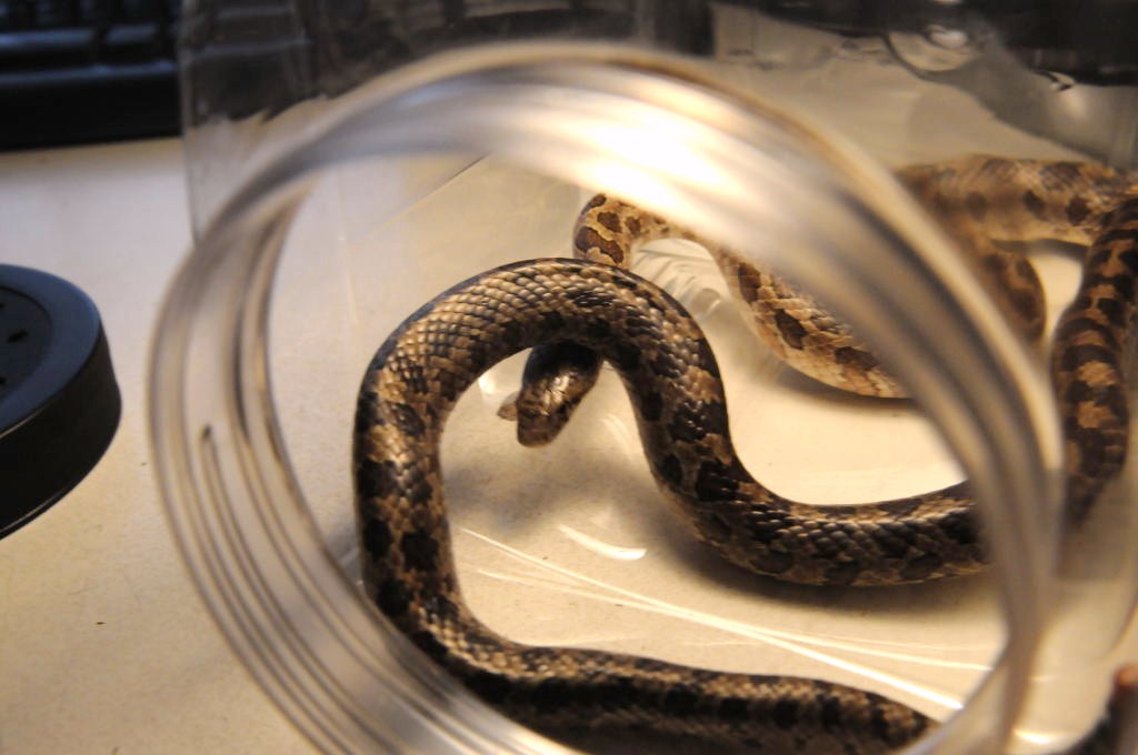 Prairie Kingsnake, Lampropeltis calligaster, Williamson County, Texas